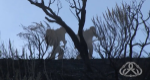 Silhouette of two firefighters walking up a hill beyond burned brush.