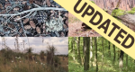 Image of four types of fuel that includes pinecones/twigs, logs, brush, and trees.